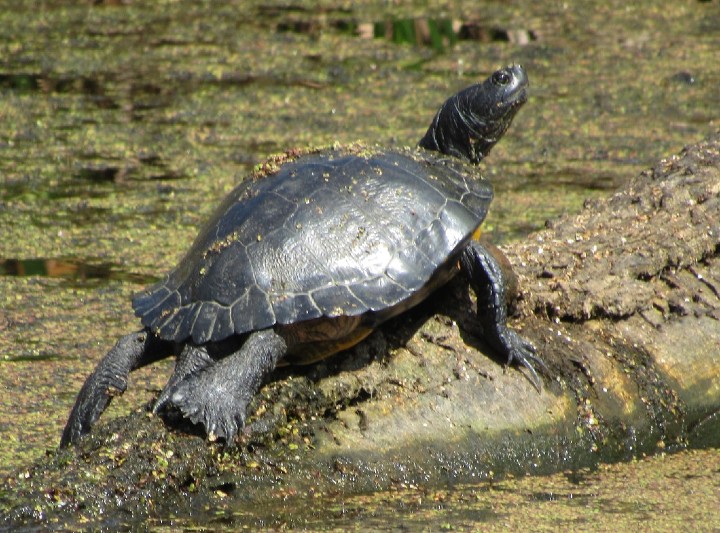 Melanistic Red-ear Slider